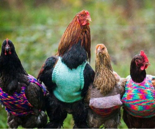 母鸡压力大爱啄毛 女子为鸡织五颜六色毛衣过冬
